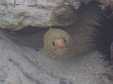 Moraina eel or, was captured in a small pool at low tide